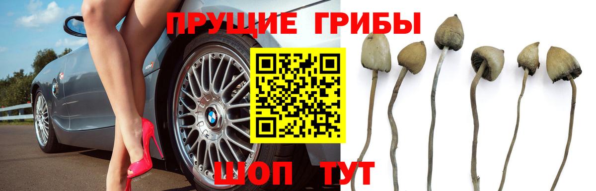 Галлюциногенные грибы Magic Shrooms  Вход с VPN  Александров  Галлюциногенные грибы прущие грибы 